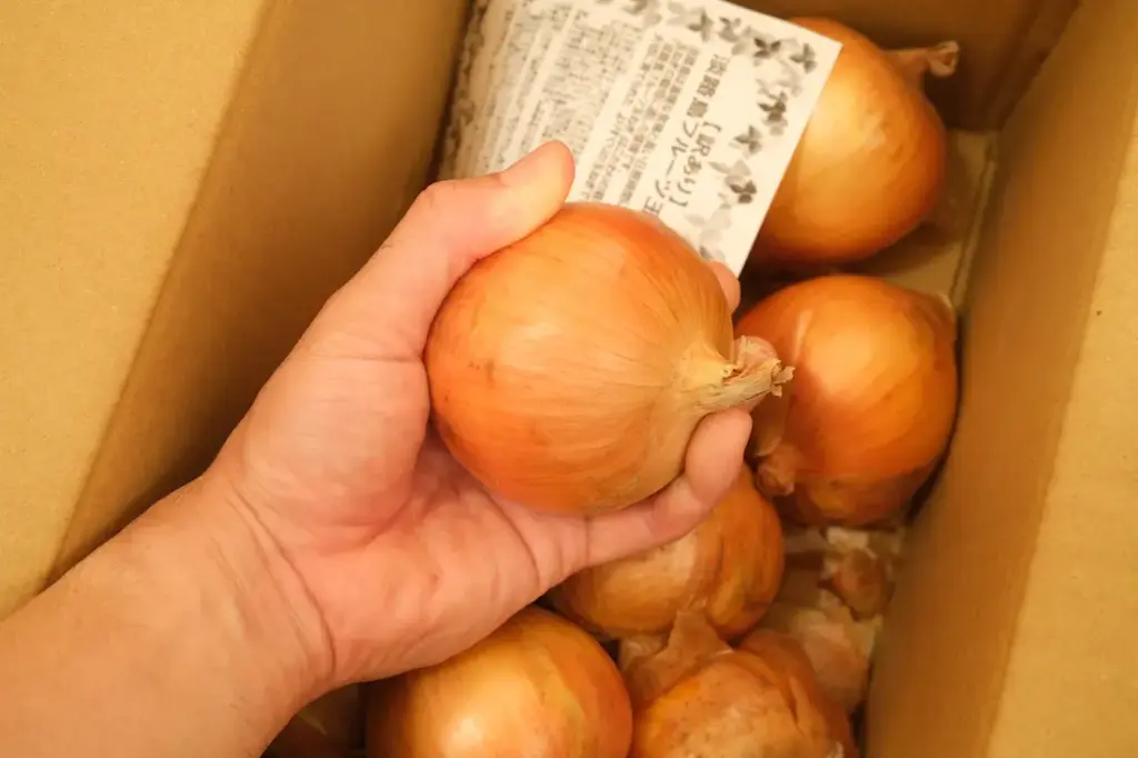 大きめの玉ねぎが入っていました